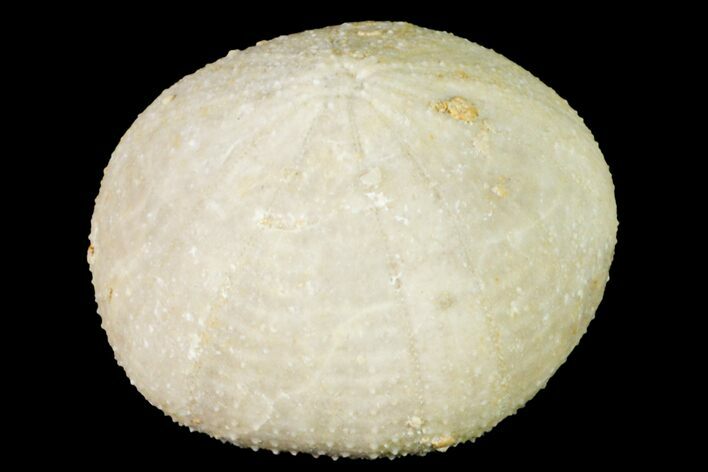 Cretaceous Echinoid (Holectypus) Fossil - Texas #156369
